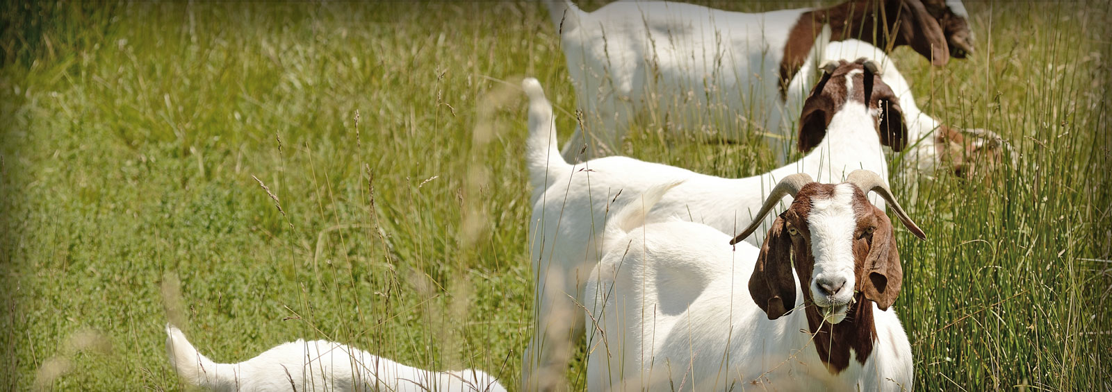 boer_goats_grazing_main