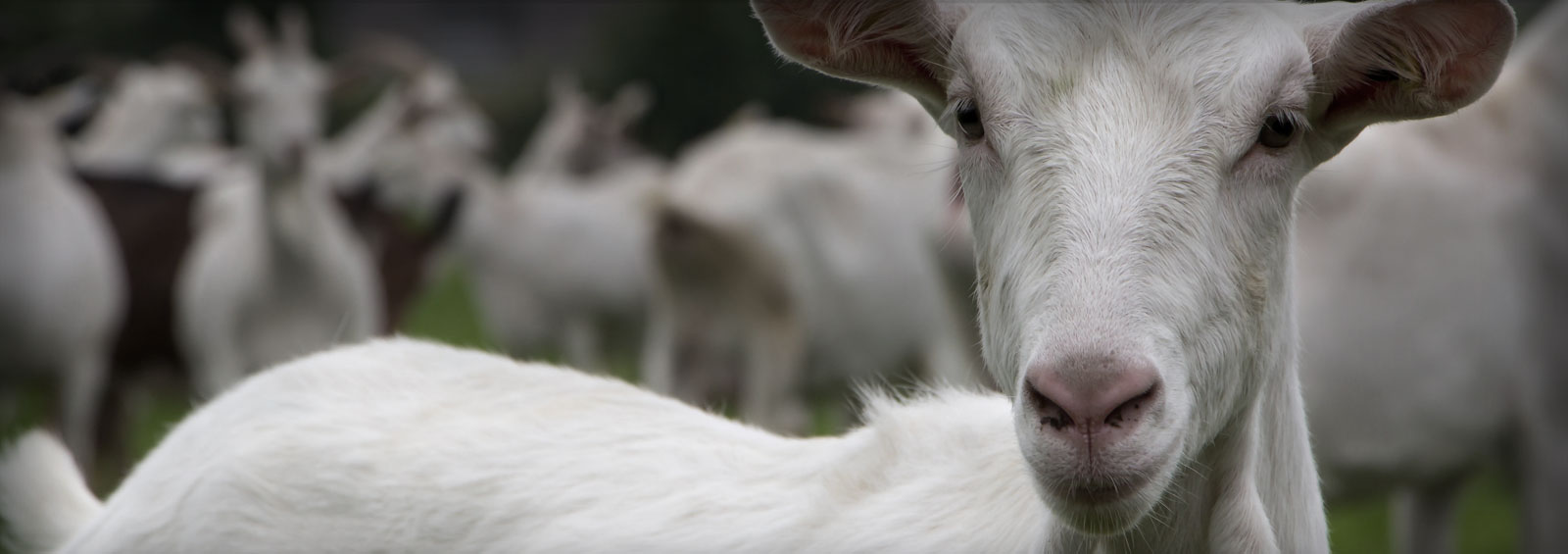white_goats1